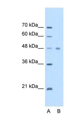 Western Blot: eEF1A1 Antibody [NBP1-52880]