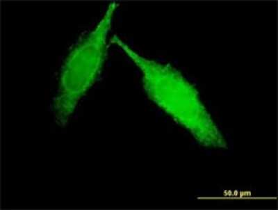 Immunocytochemistry/ Immunofluorescence: eEF1A2 binding protein Antibody (5B12) [H00091156-M01]