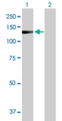 Western Blot: eEF1A2 binding protein Antibody [H00091156-D01P]
