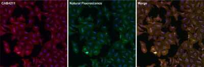 Immunocytochemistry/ Immunofluorescence: GFP Antibody [NBP2-37821]