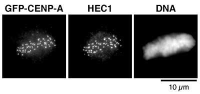Immunofluorescence: eGFP Antibody [NBP2-59183]