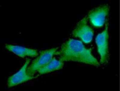 Immunocytochemistry/ Immunofluorescence: eIF2 alpha/EIF2S1 Antibody (5E10) - BSA Free [NBP1-97936]