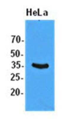 Western Blot: eIF2 alpha/EIF2S1 Antibody (5E10)BSA Free [NBP1-97936]
