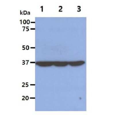 Western Blot: eIF2 alpha/EIF2S1 Antibody (5E10)BSA Free [NBP1-97936]