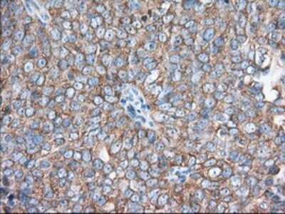 Immunohistochemistry: eIF2 alpha/EIF2S1 Antibody (OTI3H4) - Azide and BSA Free [NBP2-70626]
