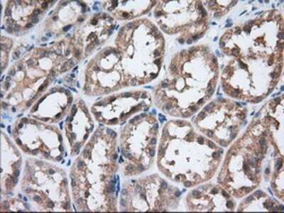 Immunohistochemistry: eIF2 alpha/EIF2S1 Antibody (OTI3H4) - Azide and BSA Free [NBP2-70626]