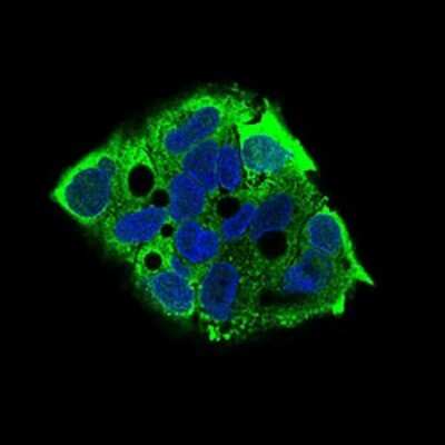 Immunocytochemistry/ Immunofluorescence: eIF2A Antibody (3A7A8) - BSA Free [NBP2-37279]