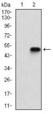 Western Blot: eIF2A Antibody (3A7A8)BSA Free [NBP2-37279]
