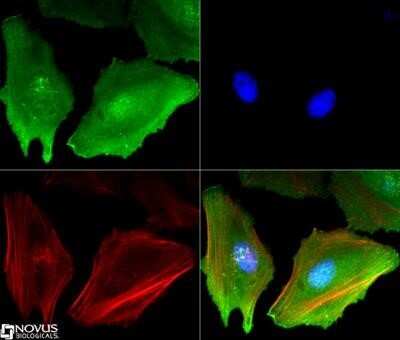 Immunocytochemistry/ Immunofluorescence: eIF2A Antibody (3A7B11) - Azide and BSA Free [NBP2-80716]