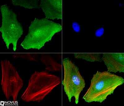 Immunocytochemistry/ Immunofluorescence: eIF2A Antibody (3A7B11) [NBP2-26296]