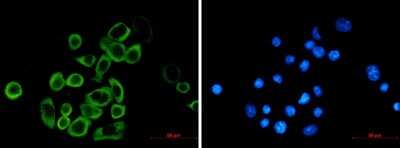 Immunocytochemistry/ Immunofluorescence: eIF2A Antibody (S08-8E2) [NBP3-14927]