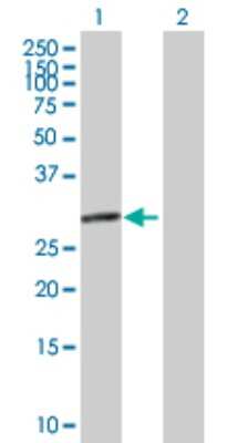 Western Blot: eIF2B1 Antibody [H00001967-B01P]