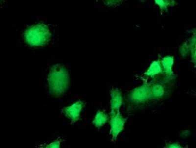 Immunocytochemistry/ Immunofluorescence: eIF2B3 Antibody (OTI1A4) - Azide and BSA Free [NBP2-71397]
