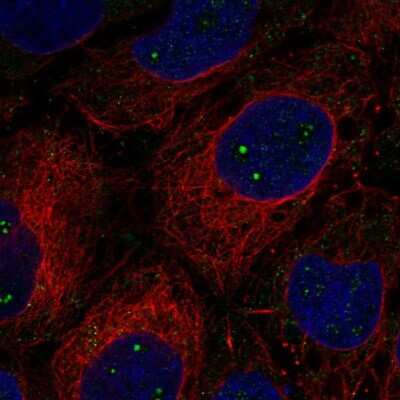 Immunocytochemistry/ Immunofluorescence: eIF3X Antibody [NBP2-54967]