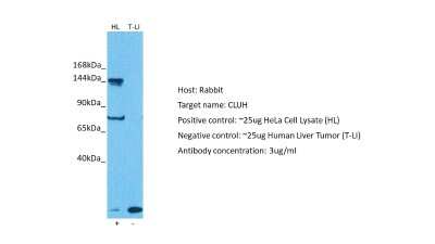 Western Blot: eIF3X Antibody [NBP2-87345]