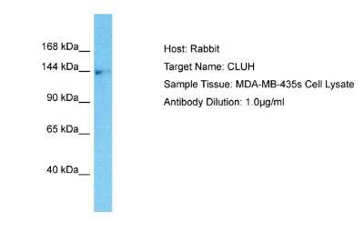 Western Blot: eIF3X Antibody [NBP2-87346]