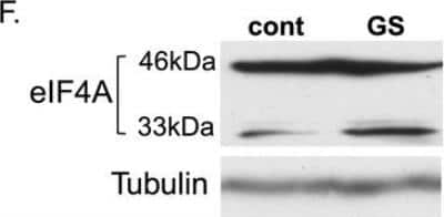 Western Blot: eIF4A1 Antibody [NBP2-24632]