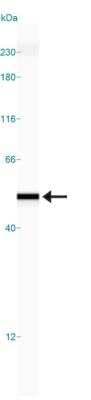 Simple Western: eIF4A2 Antibody [NBP2-24529]