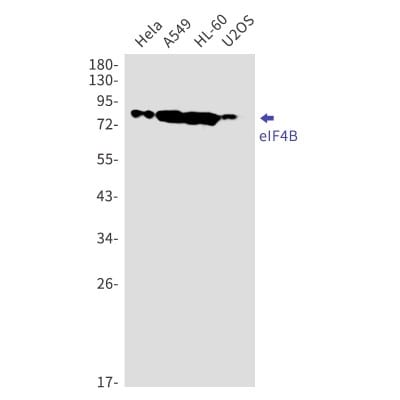 Western Blot: eIF4B Antibody (S07-2H2) [NBP3-19859]