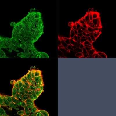 Immunocytochemistry/ Immunofluorescence: eIF4E Antibody (PCRP-EIF4E-1D3) - Azide and BSA Free [NBP3-08884]