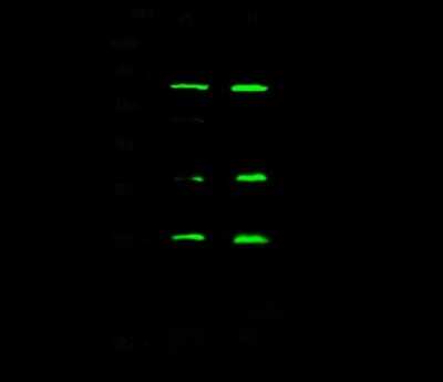 Western Blot: eIF4E Antibody [NBP2-98868]