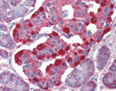 Immunohistochemistry-Paraffin: eIF4EBP2 Antibody - Azide and BSA Free [NBP1-19270]