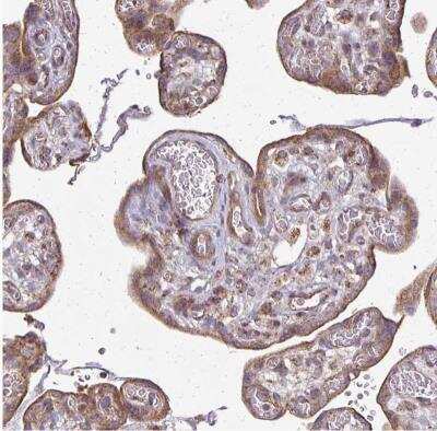Immunohistochemistry-Paraffin: eIF4EBP2 Antibody [NBP2-37985]