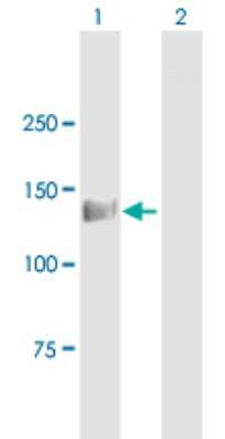 Western Blot: eIF4ENIF1 Antibody [H00056478-B01P]