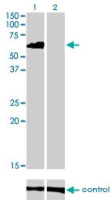 Western Blot: eIF4GII Antibody (1H5) [H00008672-M03]