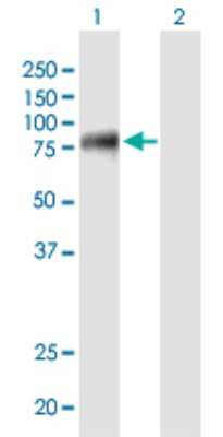 Western Blot: eIF4GII Antibody (1H5) [H00008672-M03]