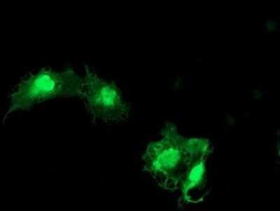 Immunofluorescence: eIF5A2 Antibody (OTI6G7) [NBP2-45697]