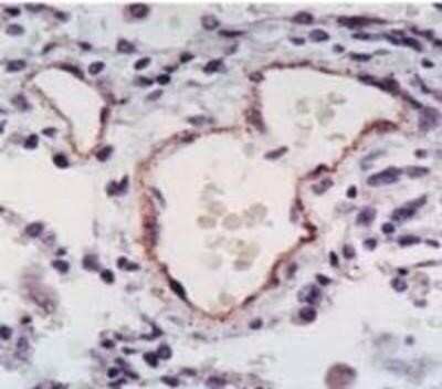 Immunohistochemistry-Paraffin: eNOS Antibody - BSA Free [NB300-500]