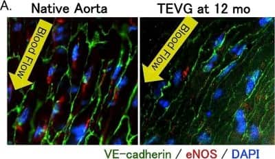 Immunohistochemistry-Paraffin: eNOS Antibody - BSA Free [NB300-500]