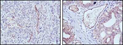 Immunohistochemistry-Paraffin: eNOS Antibody (6H2) - Azide and BSA Free [NBP2-80720]