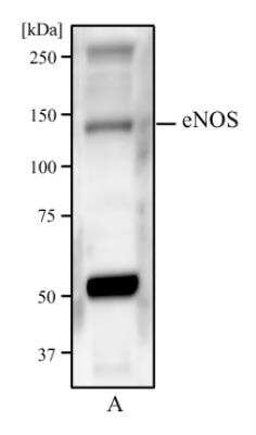 Western Blot: eNOS Antibody (6H2)BSA Free [NBP1-51582]