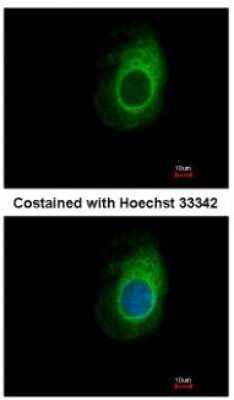 Immunocytochemistry/ Immunofluorescence: eRF1 Antibody [NBP1-31144]