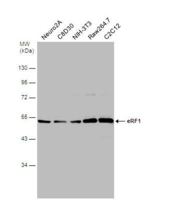 Western Blot: eRF1 Antibody [NBP1-31113]