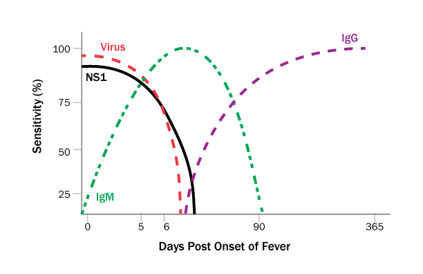 RT-PCR detects Zika viral RNA in serum during the acute phase of infection.