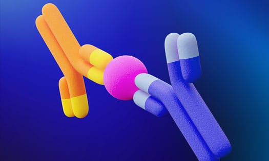 Antigen sandwiched between capture and detection antibodies that recognize two distinct sites on the antigen