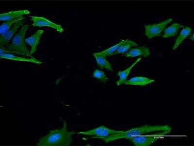 Immunocytochemistry/ Immunofluorescence: engrailed homeobox 2 Antibody (1E1) [H00002020-M03]
