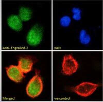 Immunocytochemistry/ Immunofluorescence: engrailed homeobox 2 Antibody [NB100-2814]