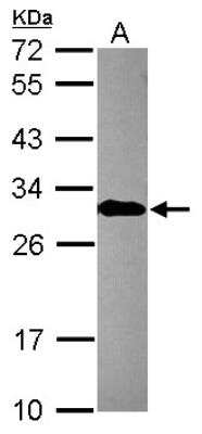 Western Blot: engrailed homeobox 2 Antibody [NBP2-14947]
