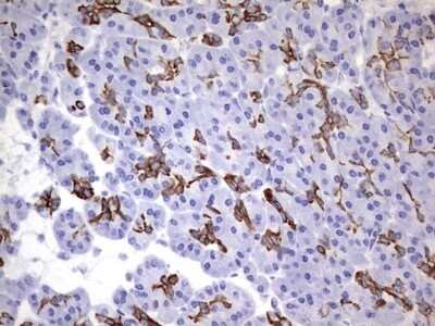 Immunohistochemistry: enkurin Antibody (OTI6C10) [NBP2-45428]
