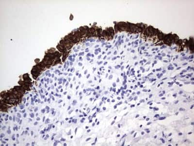 Immunohistochemistry: enkurin Antibody (OTI6C10) [NBP2-45428]