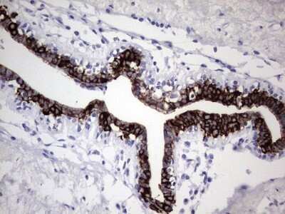 Immunohistochemistry: enkurin Antibody (OTI6C10) - Azide and BSA Free [NBP2-72461]