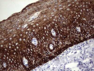 Immunohistochemistry: enkurin Antibody (OTI6C10) - Azide and BSA Free [NBP2-72461]