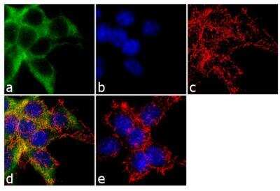 Immunocytochemistry/ Immunofluorescence: epithelial Sodium Channel alpha Antibody [NB100-74357]