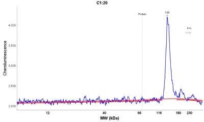 Simple Western: espin Antibody [NBP1-90588]