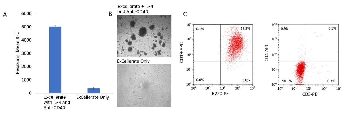 A. Graph showing robust expansion of mouse B cells in ExCellerate media with IL-4 and Anti-Mouse CD40 Antibody
B. Brightfield image of mouse B cell colonies expanded in ExCellerate media with IL-4 and Anti-Mouse CD40 Antibody 
C. Flow cytometry analysis of mouse B cells expanded in ExCellerate media show >98% are B220+CD19+ and CD3-CD4-
