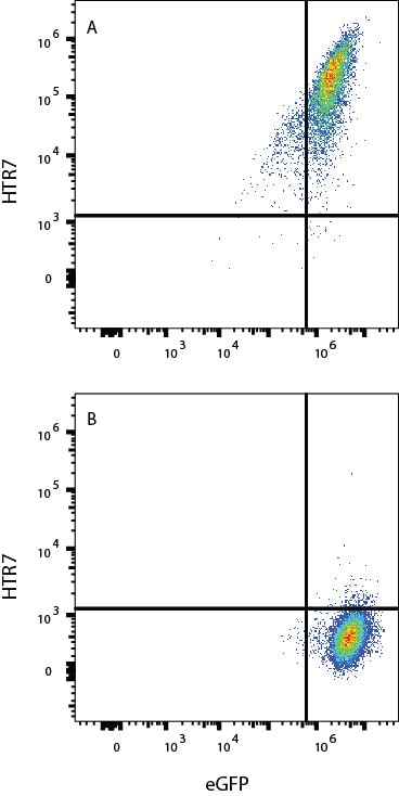 5-HT7 Antibody (1015322) [Allophycocyanin]
